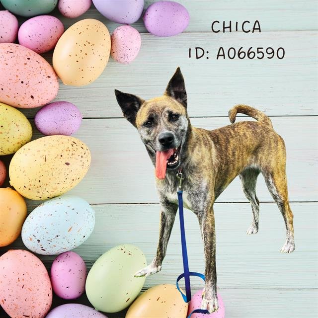 adoptable Dog in Baytown, TX named CHICA
