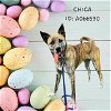 adoptable Dog in  named CHICA