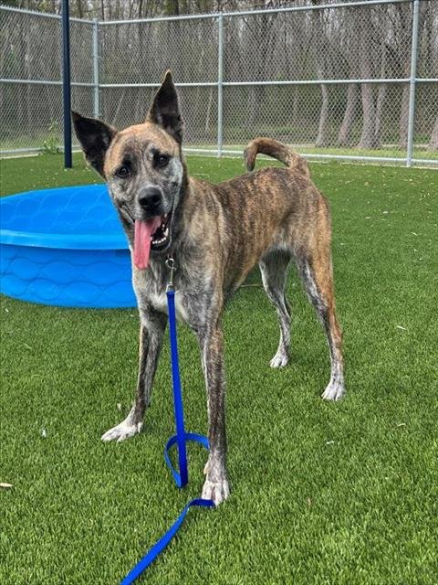 adoptable Dog in Baytown, TX named CHICA