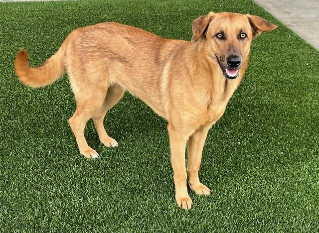adoptable Dog in Baytown, TX named CHAI