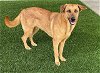 adoptable Dog in baytown, TX named CHAI