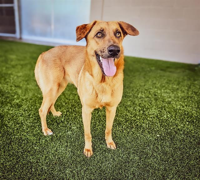 adoptable Dog in Baytown, TX named CHAI