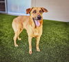 adoptable Dog in  named CHAI