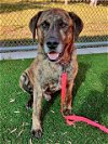 adoptable Dog in baytown, TX named LUKE