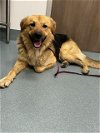 adoptable Dog in baytown, TX named ARLO