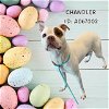 adoptable Dog in baytown, TX named CHANDLER