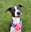 adoptable Dog in baytown, TX named SCARLETT