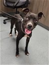 adoptable Dog in baytown, TX named JOY