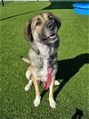 adoptable Dog in baytown, TX named PINKY