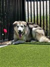 adoptable Dog in baytown, TX named LYKOS