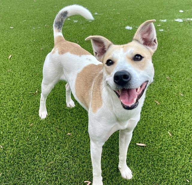 adoptable Dog in Baytown, TX named ELYSE