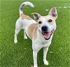 adoptable Dog in baytown, tx, TX named ELYSE