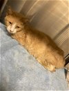 adoptable Cat in baytown, TX named LUKE