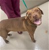 adoptable Dog in baytown, TX named RUSTY