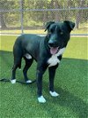 adoptable Dog in baytown, TX named MARZ