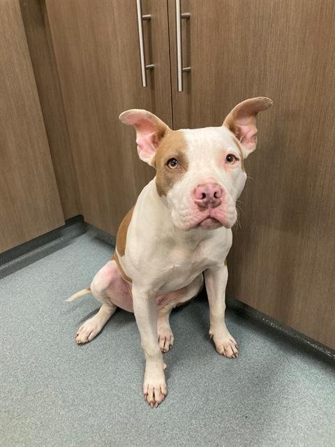 adoptable Dog in Baytown, TX named LORNA