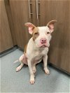 adoptable Dog in baytown, TX named LORNA