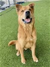 adoptable Dog in baytown, tx, TX named DALLAS