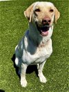 adoptable Dog in baytown, TX named AMOR