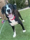 adoptable Dog in baytown, TX named JEFFERSON