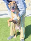 adoptable Dog in baytown, TX named VALERIA
