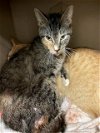 adoptable Cat in baytown, TX named MISSY