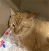 adoptable Cat in baytown, TX named MISTER