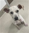 adoptable Dog in baytown, TX named LILA