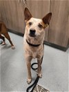 adoptable Dog in baytown, TX named LILO