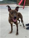 adoptable Dog in baytown, TX named CAMILA
