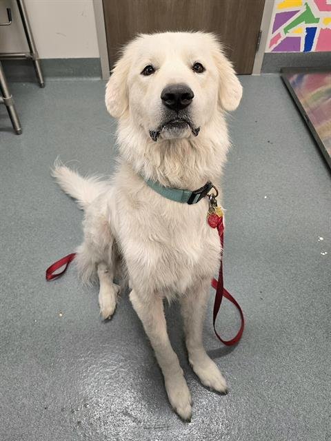 adoptable Dog in Baytown, TX named GRACIE