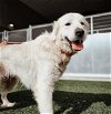 adoptable Dog in baytown, TX named GRACIE