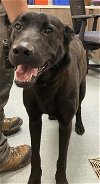 adoptable Dog in baytown, tx, TX named CLAY