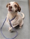 adoptable Dog in baytown, tx, TX named COOKIE