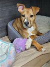 adoptable Dog in baytown, TX named HERCULES