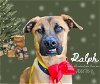 adoptable Dog in baytown, TX named RALPH