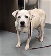 adoptable Dog in baytown, TX named MELLO
