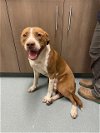 adoptable Dog in baytown, tx, TX named DUNCAN