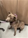 adoptable Dog in baytown, TX named BLUE