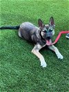 adoptable Dog in baytown, TX named JUNIOR
