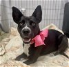 adoptable Dog in baytown, TX named PAISLEY