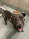 adoptable Dog in baytown, TX named OLIVIA