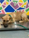 adoptable Dog in baytown, TX named TOAST