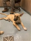 adoptable Dog in baytown, TX named OAT