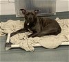 adoptable Dog in baytown, TX named 7-UP