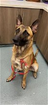adoptable Dog in baytown, TX named VIKTOR
