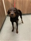 adoptable Dog in baytown, TX named LUCIE