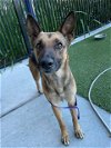 adoptable Dog in baytown, TX named SUZIE