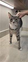 adoptable Cat in baytown, TX named INDIE
