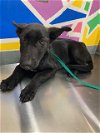 adoptable Dog in baytown, TX named AVIS
